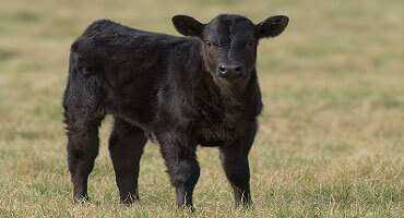 Thinking of Backgrounding Calves This Fall?
