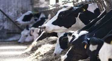 Dairy Margin Coverage Program Provides Critical Support for Dairy Operations