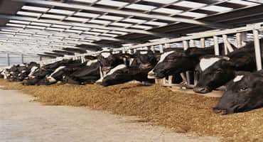 BREEDING LOW METHANE CATTLE: Genetic trait a game changer for dairy industry