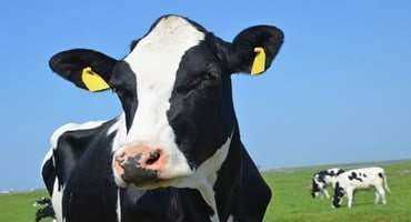 New Federal Funding Aims to Offset High Feed Costs for Organic Dairy Farms