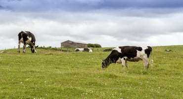 New Federal Funding Aims to Offset High Feed Costs for Organic Dairy Farms