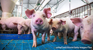 LSU Develops Patent-Pending Bait to Fight the ‘Pigdemic’