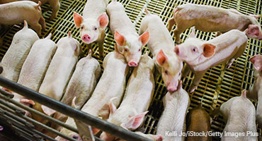 Sustainability hangs on to pigs and pork