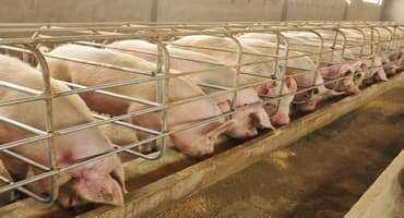 NPPC Plans More Aggressive Proactive Approach to Advocating on Behalf of Pork Producers
