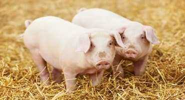 Canadian Hog Numbers Decline for Second Straight Year 