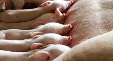 Canadian Hog Numbers Decline for Second Straight Year 