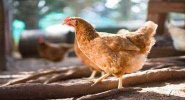 Poultry Farming and Neighbors: The Little Things Are Important