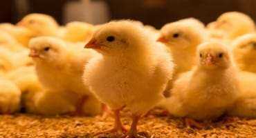 Secretary Naig Praises Iowa House Passage of Small-Scale Poultry Processing Legislation