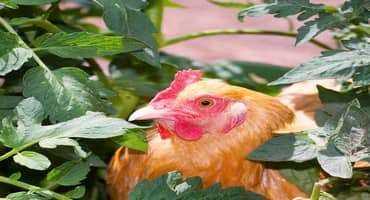 U.S. Finds More Avian Flu Cases In Wild Birds, Identifies Strain