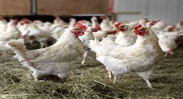 U.S. Finds More Avian Flu Cases In Wild Birds, Identifies Strain