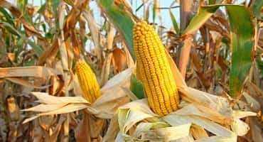 Managing Flooded Corn Silage at Harvest