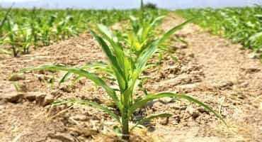 Dryland Corn Considerations for 2022