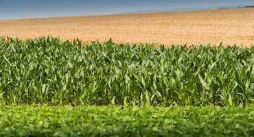 U.S. corn glut puts farmers in a tight spot