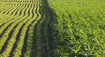 Illinois Counties Lead the Nation for Corn and Soybean Production in 2022