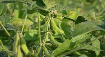 The soybean puzzle - Illinois to decode 400 genomes 