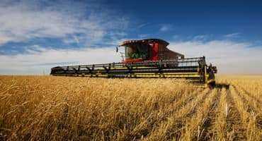 Senate Introduces wheat aid bill to fight hunger 