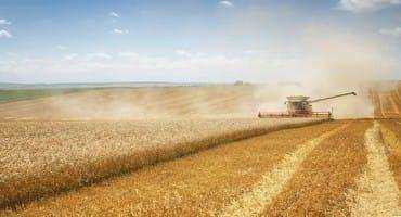 Wheat Prices Trend Lower Even As Uncertainty Continues