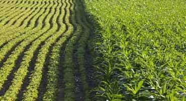 World Food Commodity Prices Up in April 