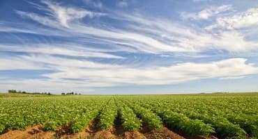 USDA Attache Sees Much Smaller Argentina Soy Crop