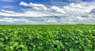 Chicago Close: Corn, Soybeans Mixed on Pre-USDA Positioning 