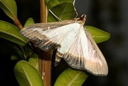 USDA Confirms Box Tree Moth and Takes Action to Contain and Eradicate the Pest