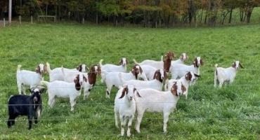 Pasture should be maintained at four inches in height or taller to help prevent goats from consuming parasite larva.