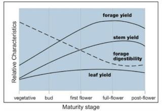 Figure 1. The relationship between alfalfa maturity stage and total forage