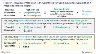 RP will trigger payments when harvest revenue — harvest price times actual yield — is below the RP guarantee.