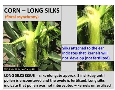 Figure 1. Long silks primarily reflecting floral asynchrony. Silks that have not been successfully pollinated will stay green. Infographic by Ignacio Ciampitti, K-State Research and Extension.