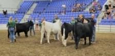 4-H’ers judge state leaders during last year's North Dakota Leaders 4-H Showmanship Contest at the North Dakota State Fair in Minot. (NDSU photo)