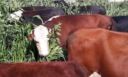 There are several ways that beef cow owners can integrate cow grazing into cropping systems. These cows are grazing pearl millet, a warm-season annual forage grass. Photo courtesy of Timothy Heyler, Lycoming County Conservation District.
