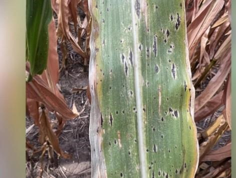 Tar spot is found on both healthy and dead plant tissue.