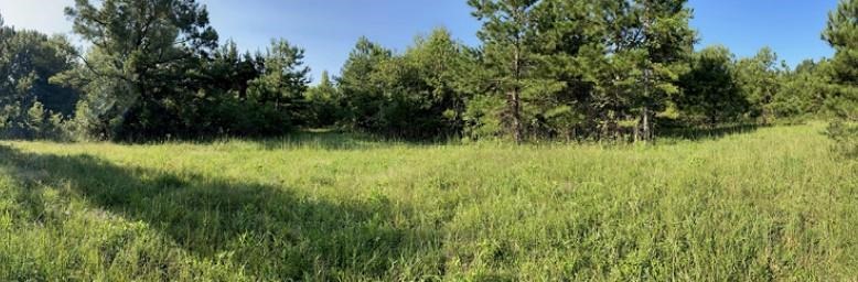 Panoramic view of grasses