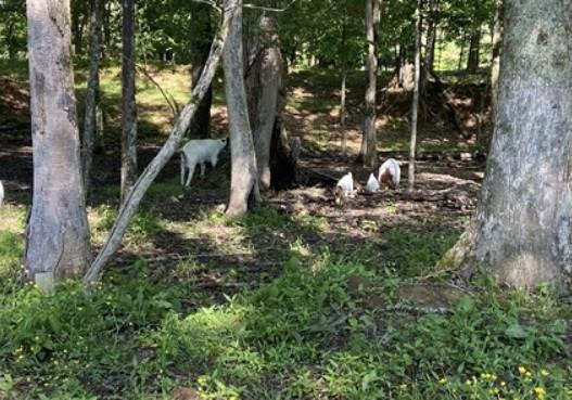 Goats foraging under