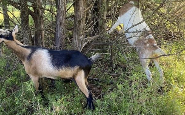 Goats browsing