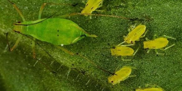 Over 75 species of aphids, including these green peach aphids, can spread cucumber mosaic virus. Courtesy: David Cappaert, Bugwood.org