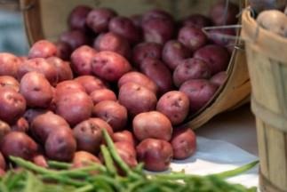 New genetic tools that can unlock desired characteristics in polyploid crops like potatoes will propel future plant breeding programs.  