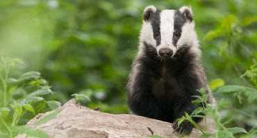 Farmer and the Badger