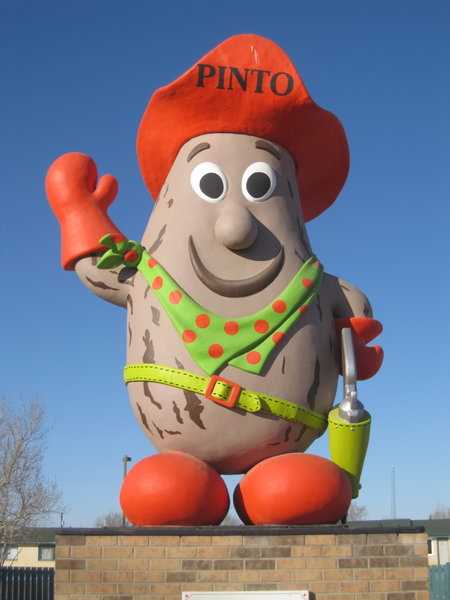 Pinto MacBean