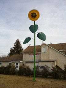 Sunflower