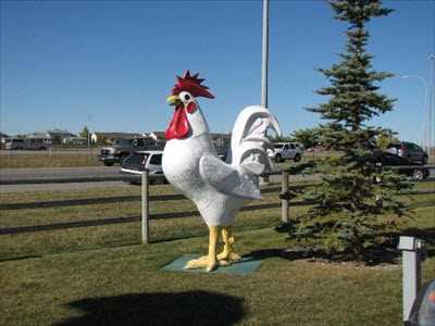 Rooster