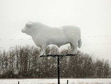 White Bull