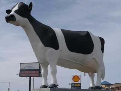 Holstein