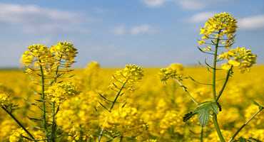 First Canadian Canola Variety