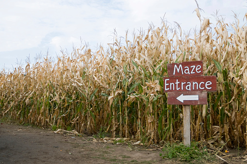Lost in a Corn Maze