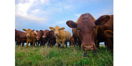 6. Ont. beef processor still suspended