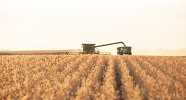 10. Ontario's corn harvest update