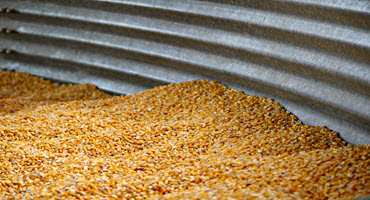 Corn
