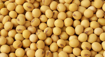 Soybean