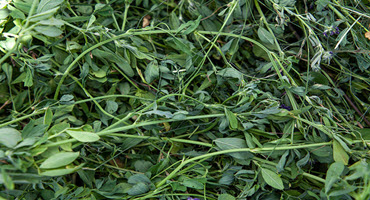 Alfalfa